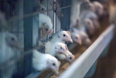 Россельхознадзор из-за гриппа птиц ограничивает поставки из ряда регионов ЕС