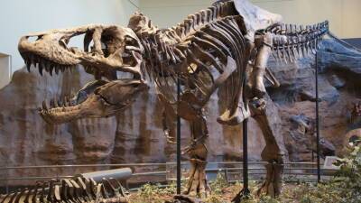 У тираннозавра возрастом 68 млн лет нашли заболевание челюсти
