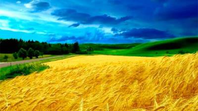 Объем сделок с землей в Украине за неделю вырос на 11,2%