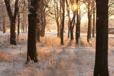 До -20 градусов мороза ожидается в Петербурге в конце недели