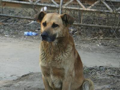 «Мы со всеми собаками переговорили»: представители «Азовской судоверфи» в ответ на жалобы о нападении животных указали «руководителям стаи» на усиление ответственности