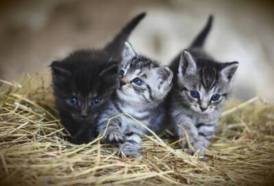 В Выборгском районе нашли 20 кошек, брошенных на произвол судьбы