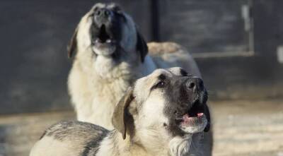 «Азовская судоверфь» отчиталась о проведении «профилактической беседы» с бродячими псами