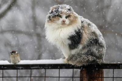 Погода на выходные: украинцев ждут дожди со снегом