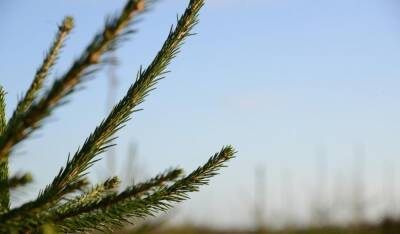 Около 3 000 деревьев высадили этой осенью в Гродно и Гродненском районе в рамках акции по озеленению окружающей среды - grodnonews.by - Белоруссия - район Гродненский