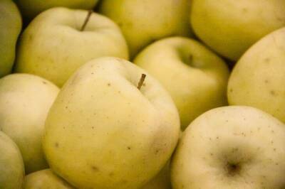 Почему червивые яблоки на дереве: хитрости бывалых садоводов