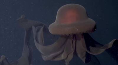 Биологи из США сняли на видео гигантскую глубоководную медузу