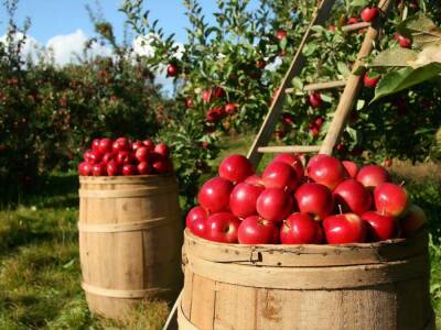 Украина экспортирует яблоки в 65 стран – Госпродпотребслужба