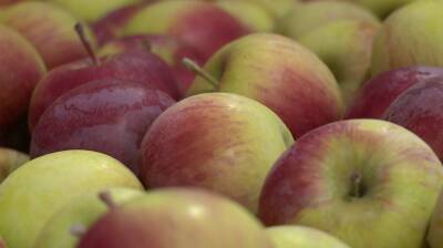 Тонны натуральных яблок. Как под Воронежем создали крупнейший в Европе органический сад