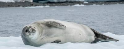 Ученые заставили тюленей помочь им изучить Антарктиду