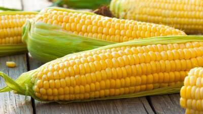 Как выбирать семена кукурузы и чем отличаются сорта