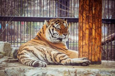 Как живут хозяева 2022 года в Воронежском зоопарке