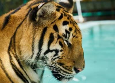 Астропрогноз-2022 для знаков Зодиака: год Водяного тигра – это время перемен