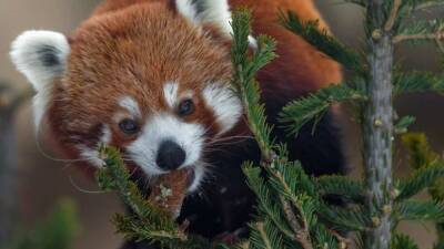 В Московском зоопарке начали сбор нераспроданных новогодних ёлок