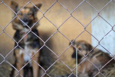 В Астраханской области откроют новый приют для собак на 300 мест
