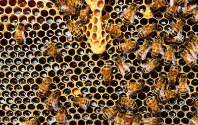 Житель Сурского района украл у пчеловода подставки для ульев и мёд