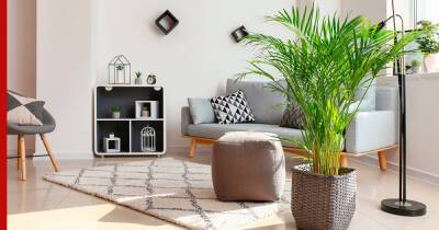 Тропическая атмосфера в доме: компактные комнатные пальмы и растения, похожие на них