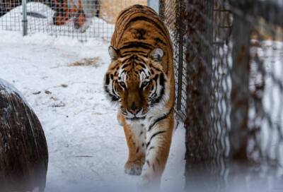Владельцы тигриного хосписа в Новосибирске рассказали, как выхаживают больших кошек