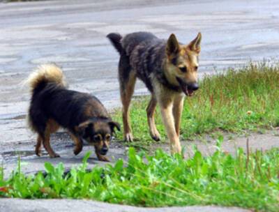 В Якутске сформировали спецбригады для отлова бродячих собак после гибели женщины-ученого