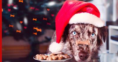 Какое лакомство дать собаке на Новый год: советы кинолога