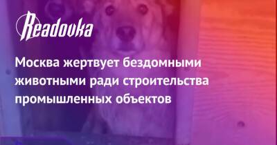 Москва жертвует бездомными животными ради строительства промышленных объектов