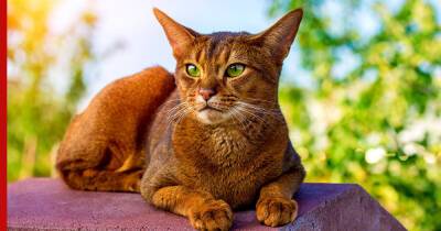 Древние кошки: 5 пород, существующих веками