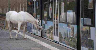 Лошадь во Франкфурте сама гуляет по городу, "останавливает трамваи и вызывает улыбки"