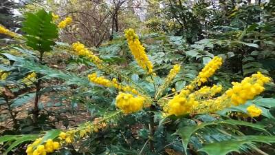 В крымском ботаническом саду из-за теплой зимы проснулись растения