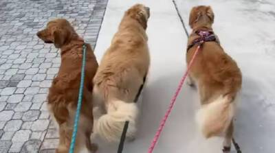 Элегантная походка трех собачек впечатлила многих юзеров YouTube (Видео)