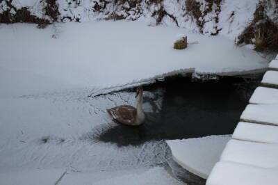 Сотрудники Кореличского РОЧС спасли лебедя, который замерзал в реке Уша