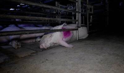 Британцы показали жестокое обращение со свиньями на фермах - unn.com.ua - Украина - Киев - Англия - Великобритания