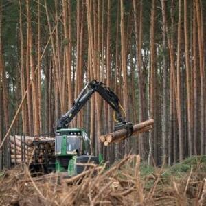 В Украине одобрили госстратегию управления лесами: подробности