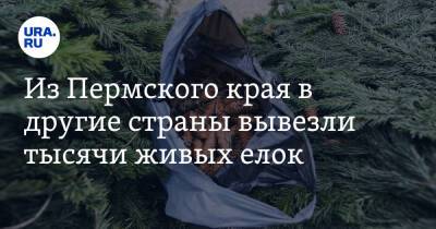 Из Пермского края в другие страны вывезли тысячи живых елок