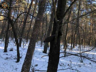 На Львовщине на дереве нашли мину (ФОТО)