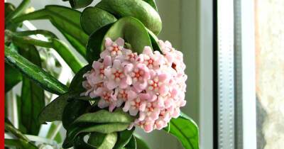 Приятно пахнут: комнатные растения, которые наполнят дом ароматом