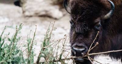 Животных из берлинского зоопарка кормят непроданными елками (видео)