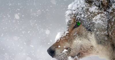 В киевском Ботаническом саду ищут волка
