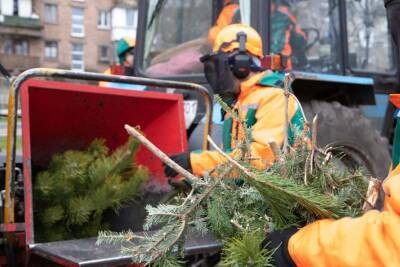 В Киеве заработают пункты утилизации новогодних елок