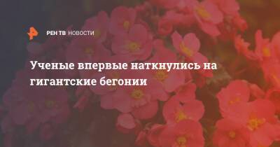 Ученые впервые наткнулись на гигантские бегонии