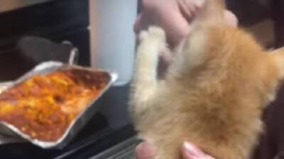 Этот кот с таким удовольствием ест вкусняшку, что ему позавидуют все! (Видео)