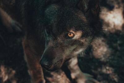 «Пытались продать в интернете»: спасённого от охотников волчонка вырастили под Псковом