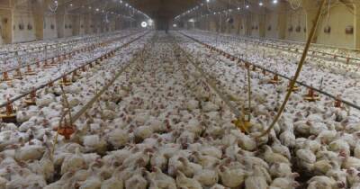 Производители курятины в Украине заявили о возможной остановке фабрик из-за цен на газ