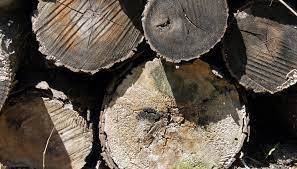Нижегородцам понадобится QR-код для перевозки древесины