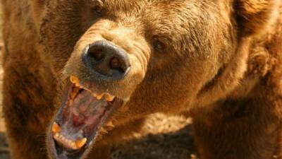 Зарезавшему ножом медведя изуродованному боксеру сделают операцию на лице