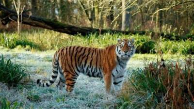 Во Флориде убили редчайшего тигра из-за нападения на человека