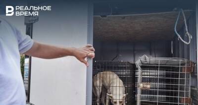 На территории подсобного хозяйства в Елабуге отменили карантин по бешенству животных