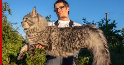 Большие и милые: 6 пород крупных домашних кошек