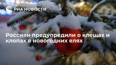 Дендролог Яковлев: в новогодних елях могут прятаться клещи и клопы, просыпающиеся в тепле