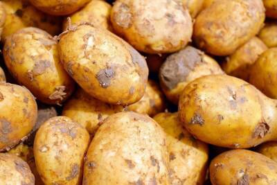 В Томске перед Новым годом зафиксирована рекордно низкая цена на картофель