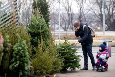 Эксперты предупредили россиян о клещах и клопах в новогодних елях